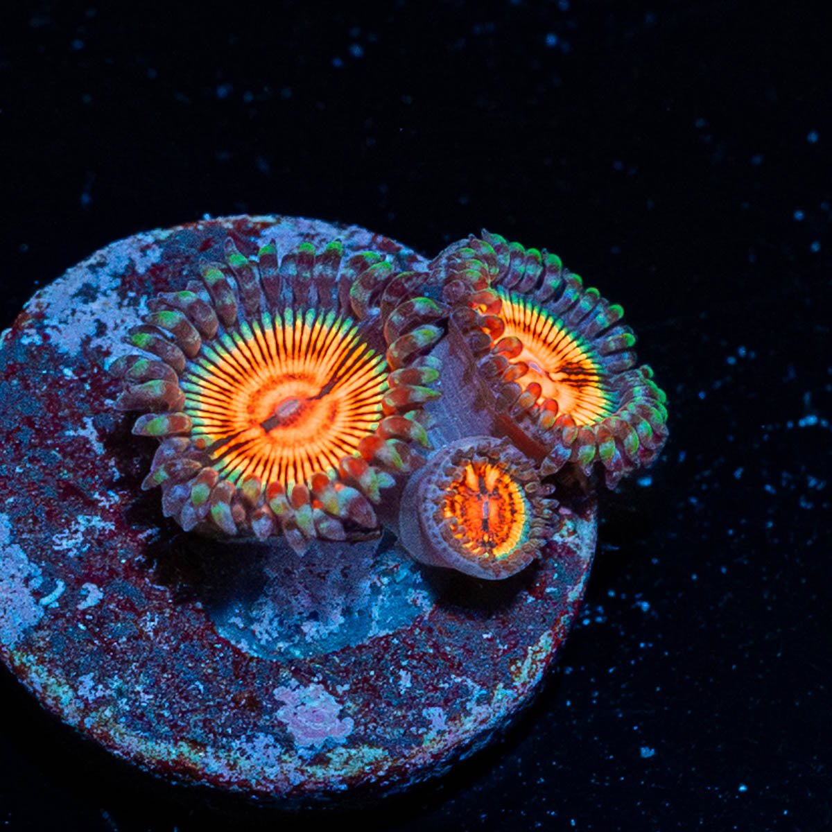 Fruit Ninja Zoanthid - riptide aquaculture llc