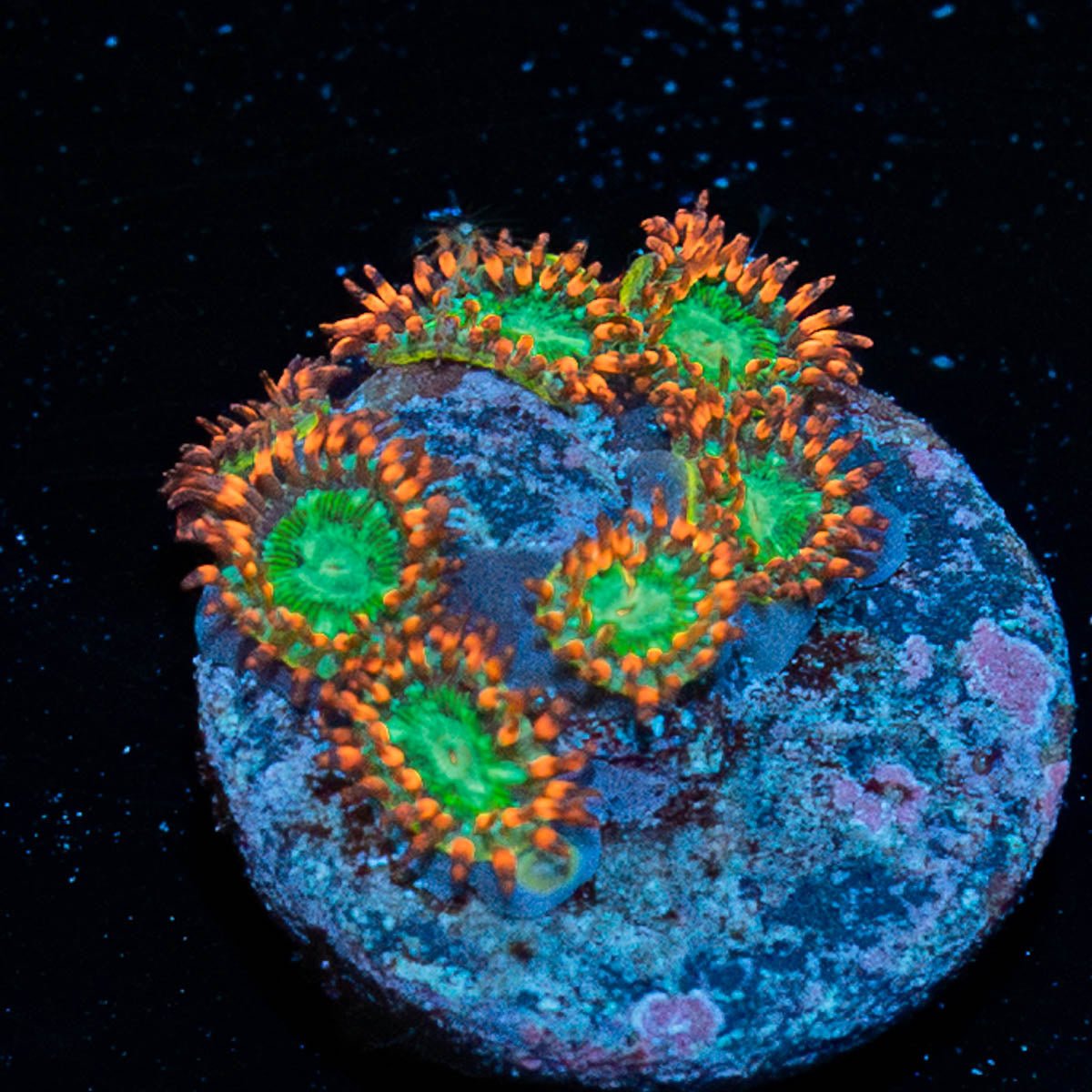 Valyrian Steel Zoanthid - riptide aquaculture llc