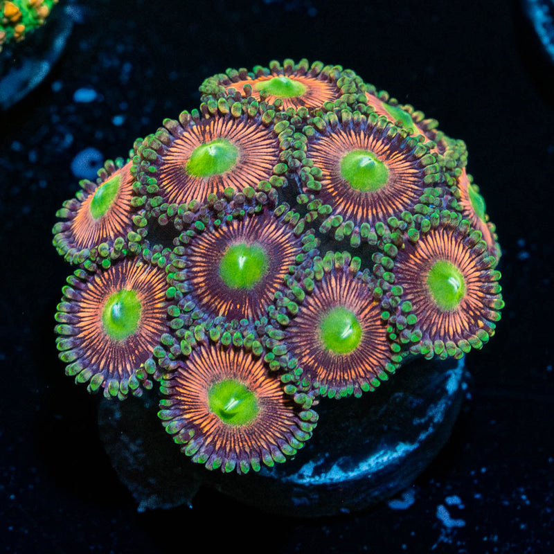 Strawberry Zoanthid