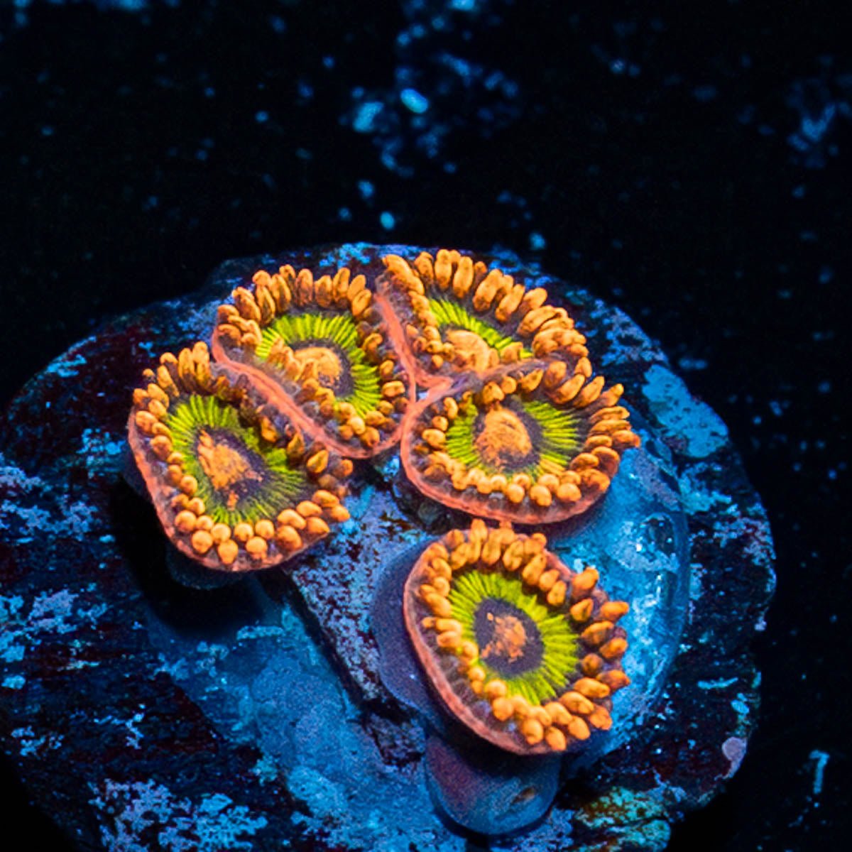 Fruit Loops Zoanthid - riptide aquaculture llc