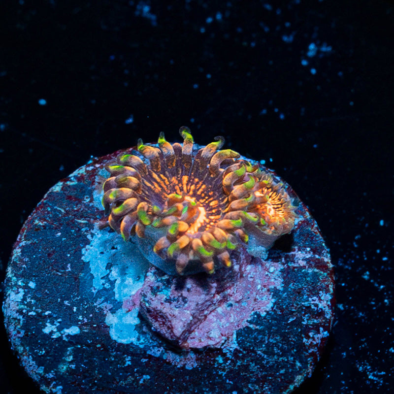 Aztec Warrior Zoanthid
