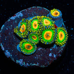 Rasta Zoanthid - riptide aquaculture llc