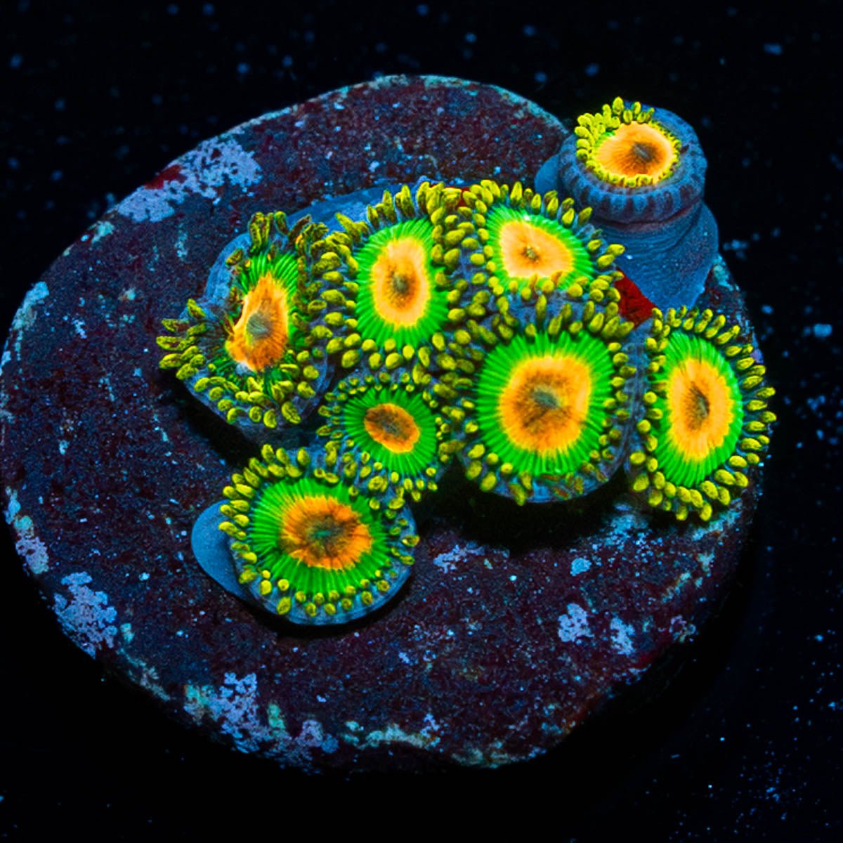 Rasta Zoanthid - riptide aquaculture llc