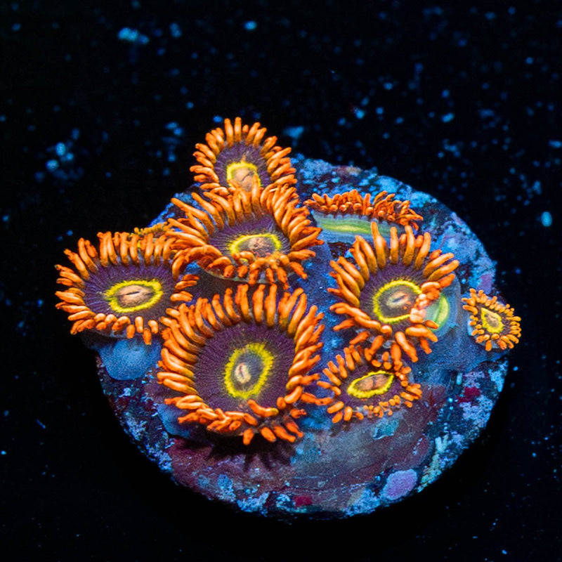 Rainbow Hotnets Zoanthid