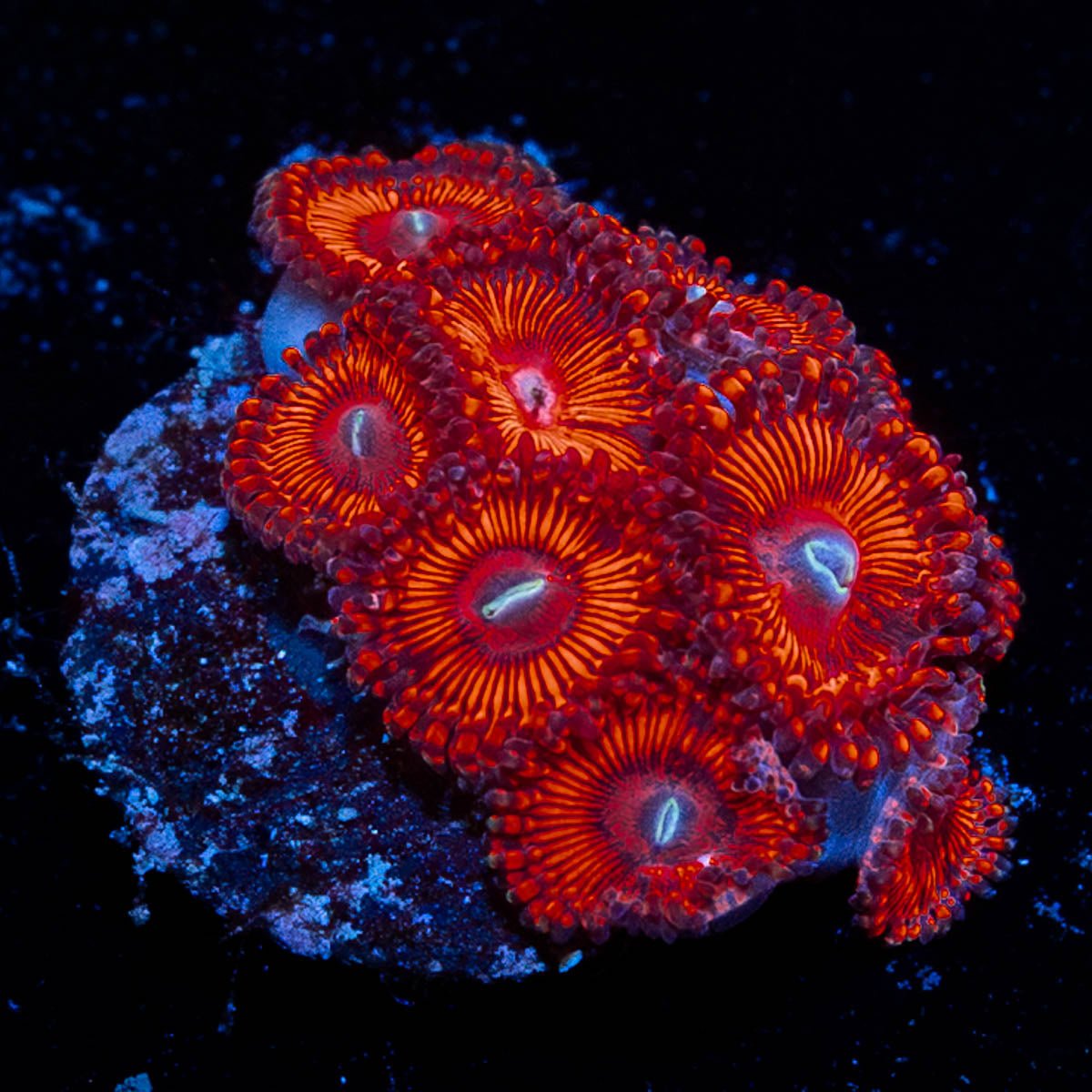 Hells Bells Zoanthid - riptide aquaculture llc