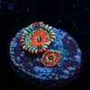 tinker Bells Zoanthid 