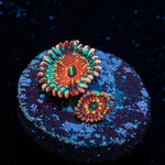 tinker Bells Zoanthid 