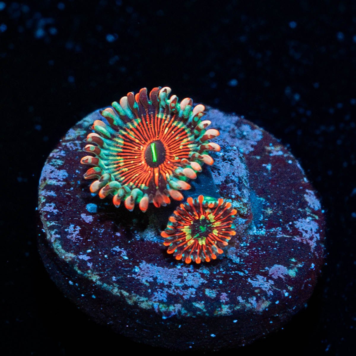 tinker Bells Zoanthid 