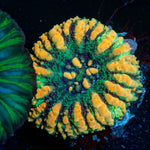 Ultra Button Scoly - riptide aquaculture llc