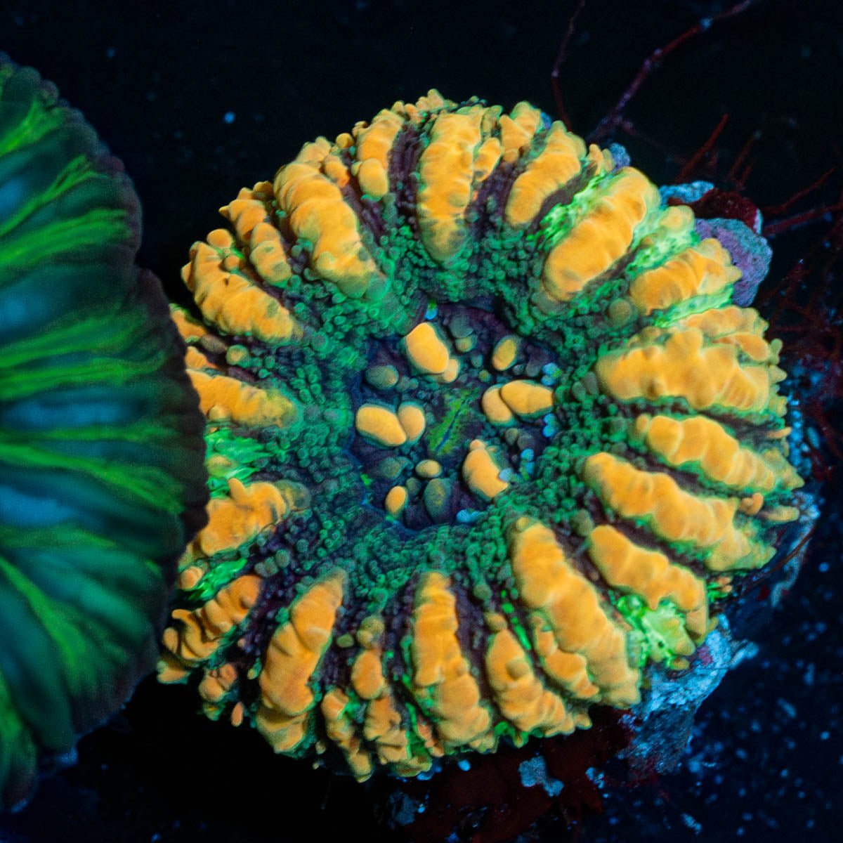 Ultra Button Scoly - riptide aquaculture llc