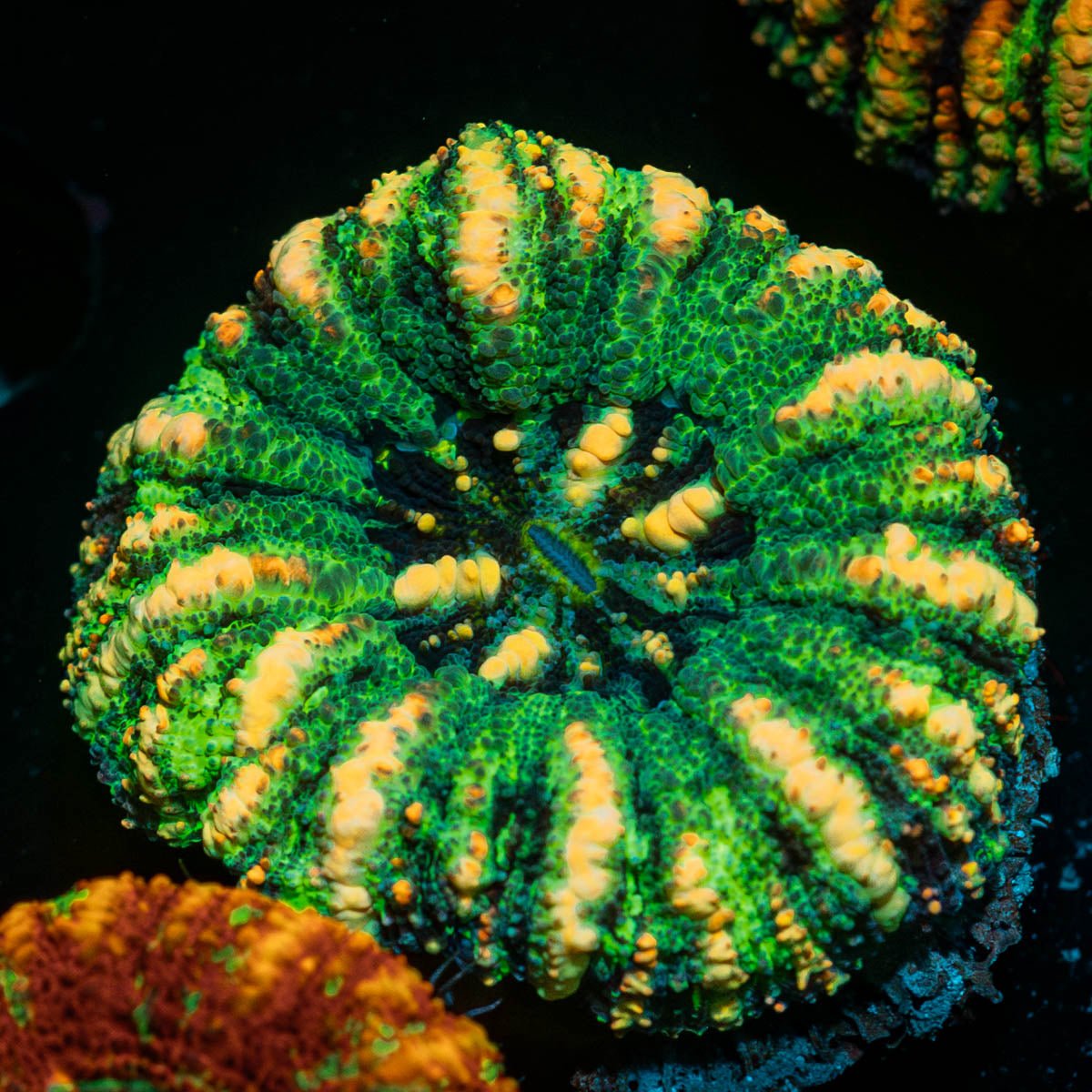 Ultra Button Scoly - riptide aquaculture llc