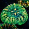 Acan Micromussa 