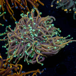 21 Tails Torch - riptide aquaculture llc