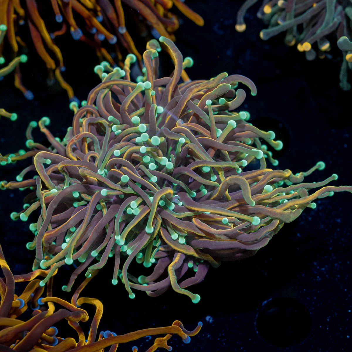 21 Tails Torch - riptide aquaculture llc