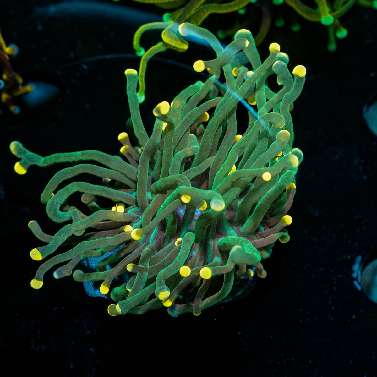 Rainbow Trolls Zoanthid 