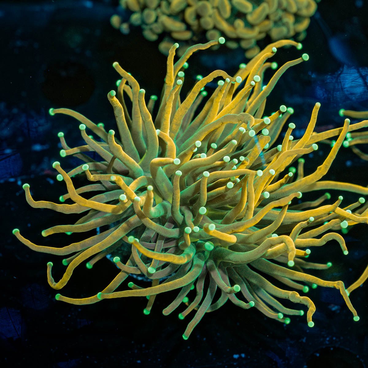 Dark Souls Torch - riptide aquaculture llc