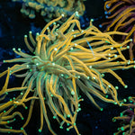 Ultra Splatter Hammer 