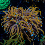 Gold Torch - riptide aquaculture llc