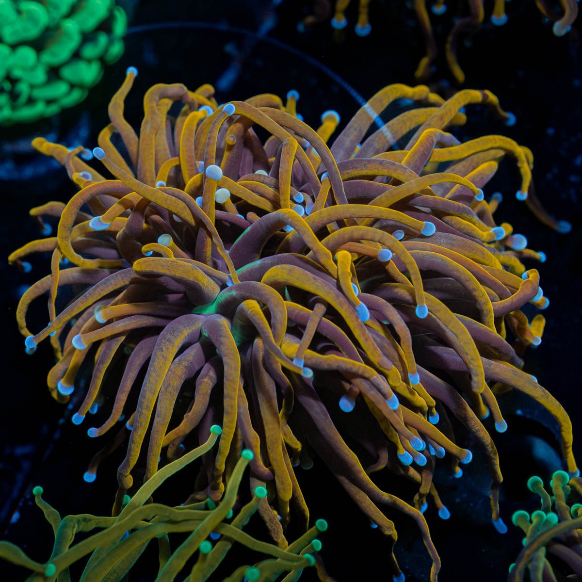 Gold Torch - riptide aquaculture llc