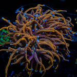 Gold Torch - riptide aquaculture llc