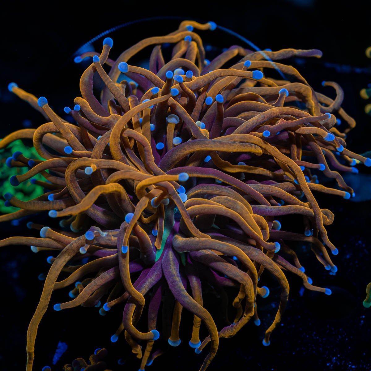 Gold Torch - riptide aquaculture llc