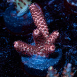 Judge Judy Milliopora - riptide aquaculture llc