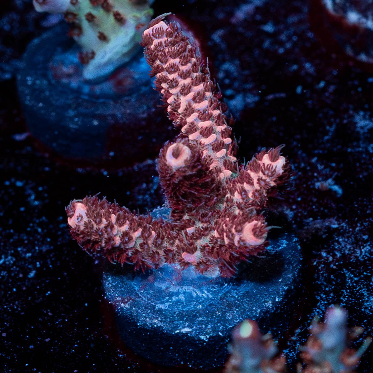 Judge Judy Milliopora - riptide aquaculture llc