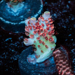 Princess Peach Acropora - riptide aquaculture llc