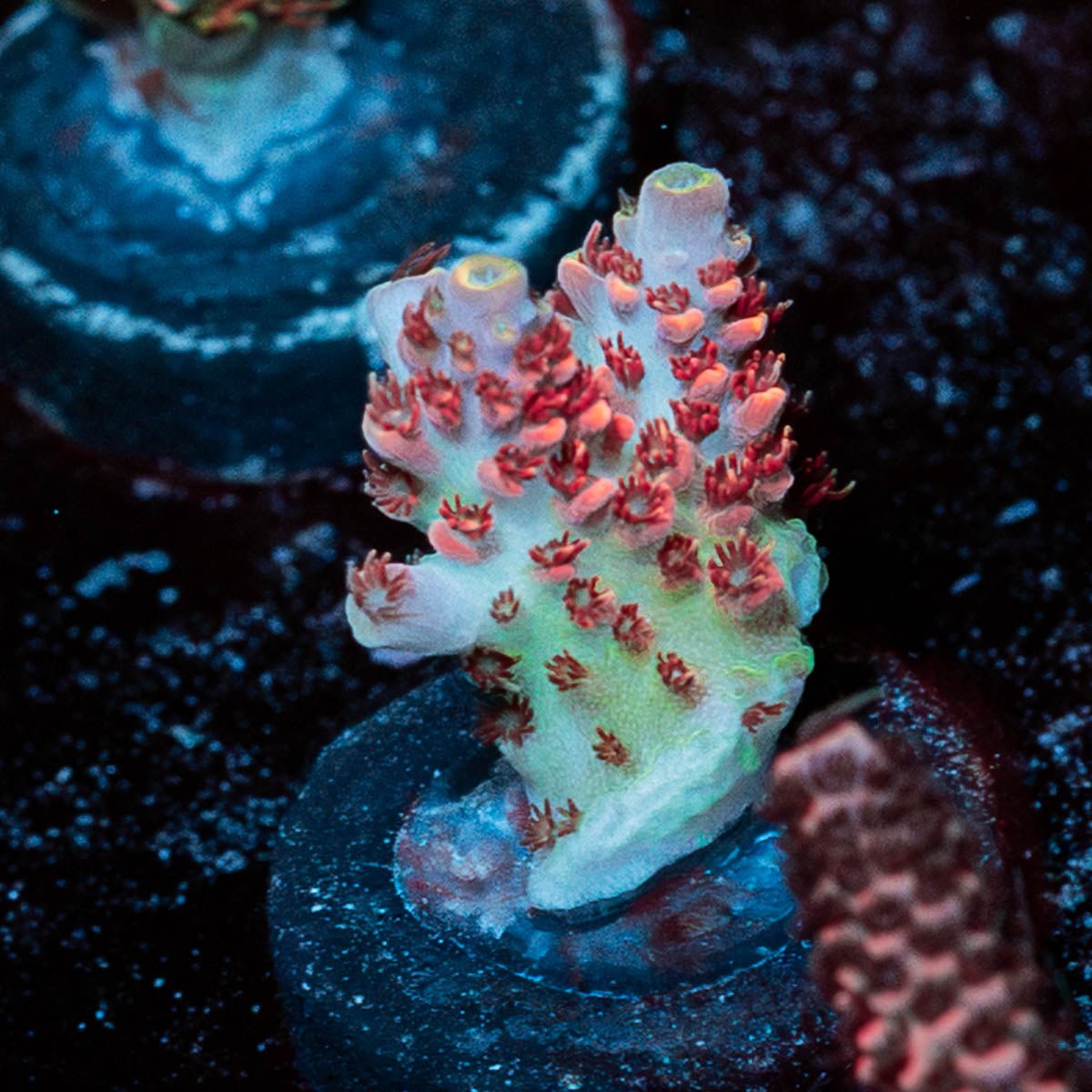 Princess Peach Acropora - riptide aquaculture llc
