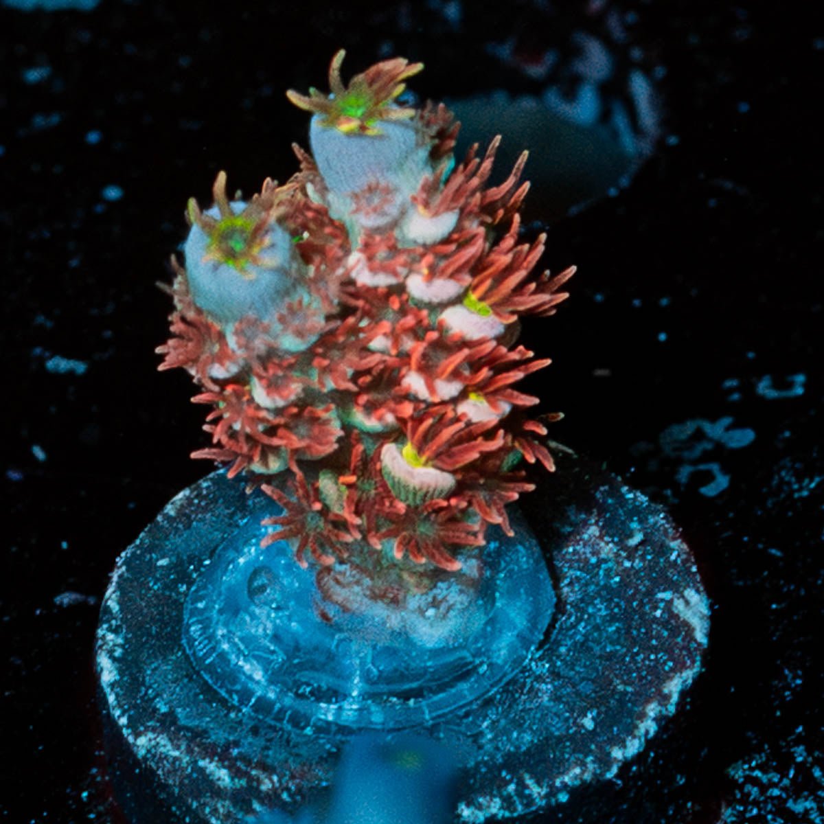 Cherry Bomb Acropora - riptide aquaculture llc