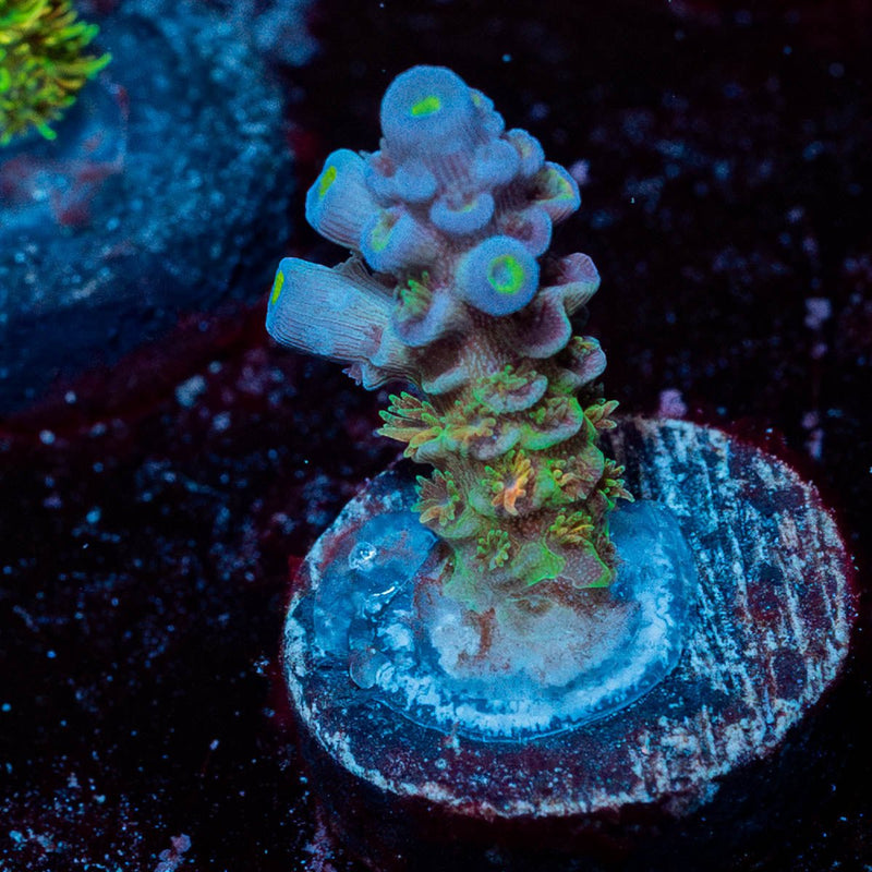 Rainbow Fusion Acropora