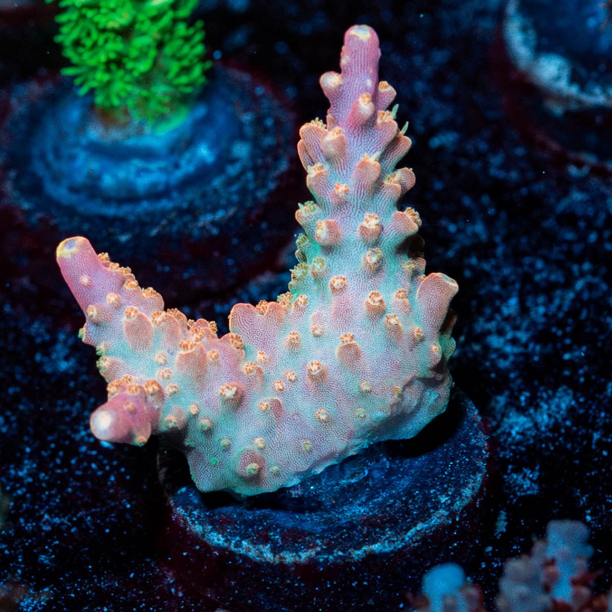 Rainbow Loom Acropora - riptide aquaculture llc
