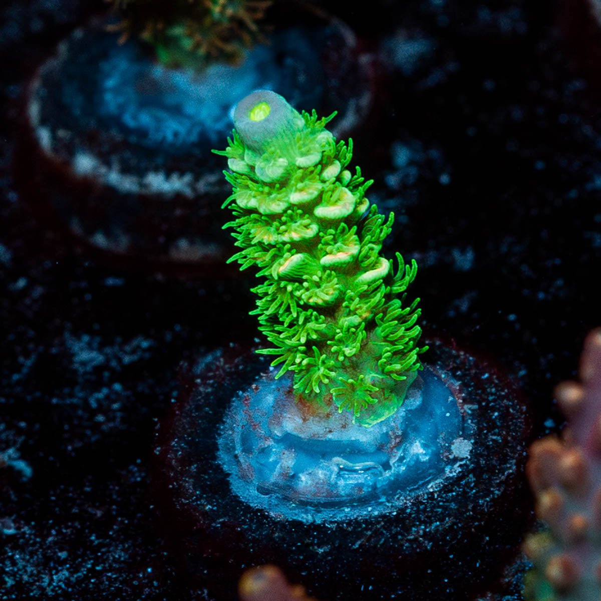 Domicile Disruptor Acropora - riptide aquaculture llc