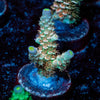 Chevron Acropora - riptide aquaculture llc