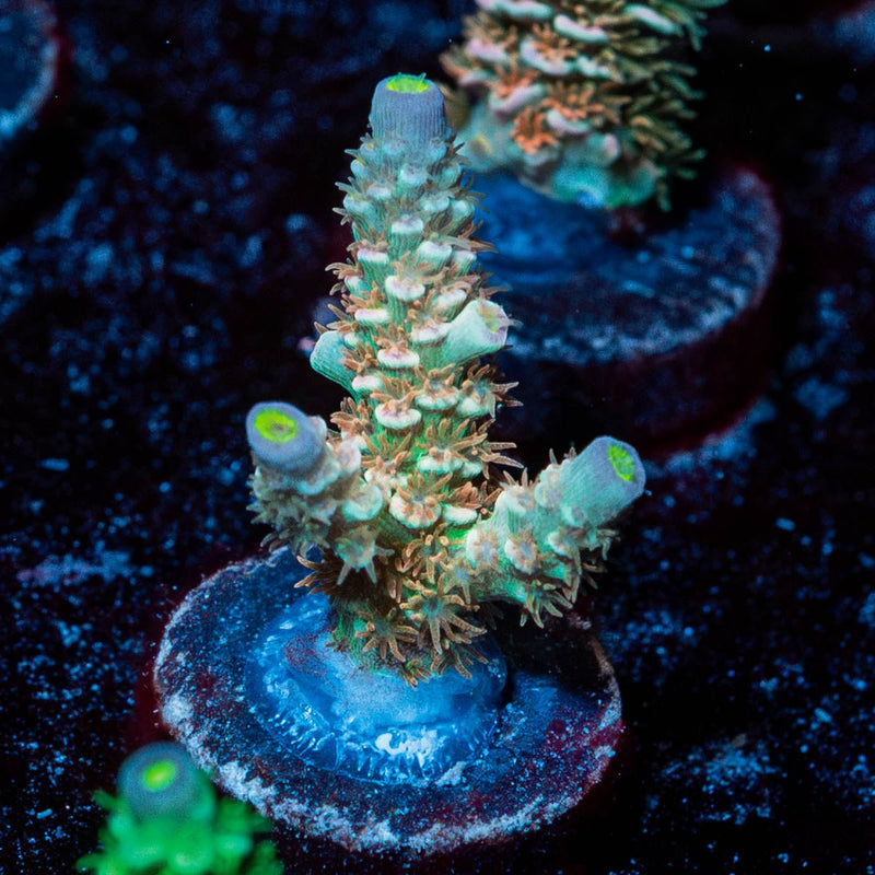 Chevron Acropora