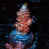 Cherry Bomb Acropora - riptide aquaculture llc