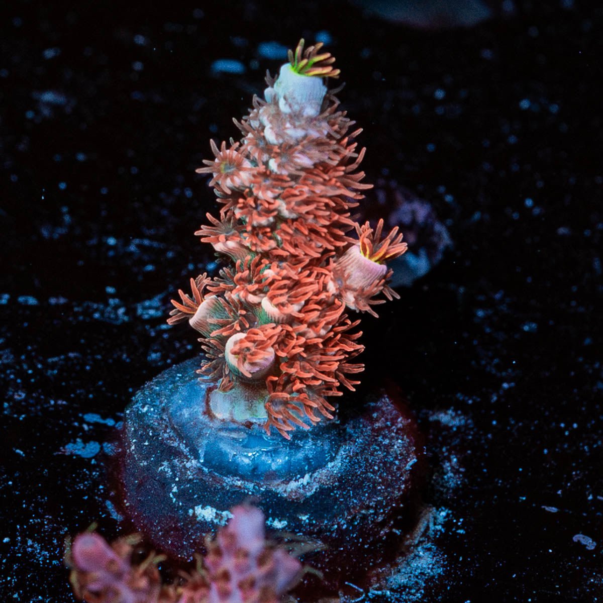 Cherry Bomb Acropora - riptide aquaculture llc