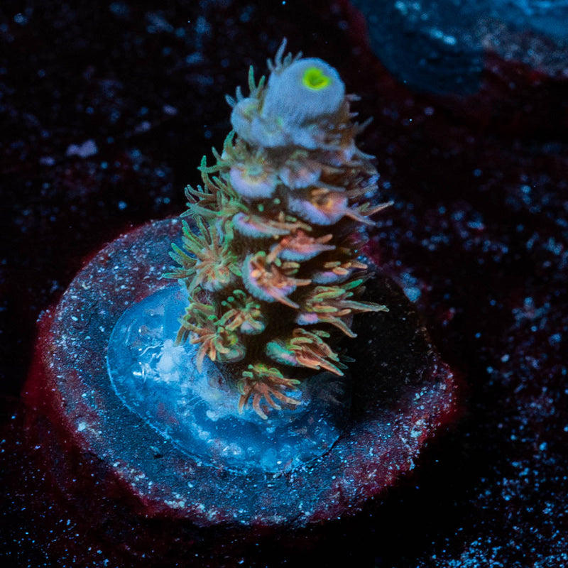 Side Chick Acropora