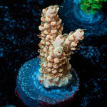 Temporal distortion acropora - riptide aquaculture llc