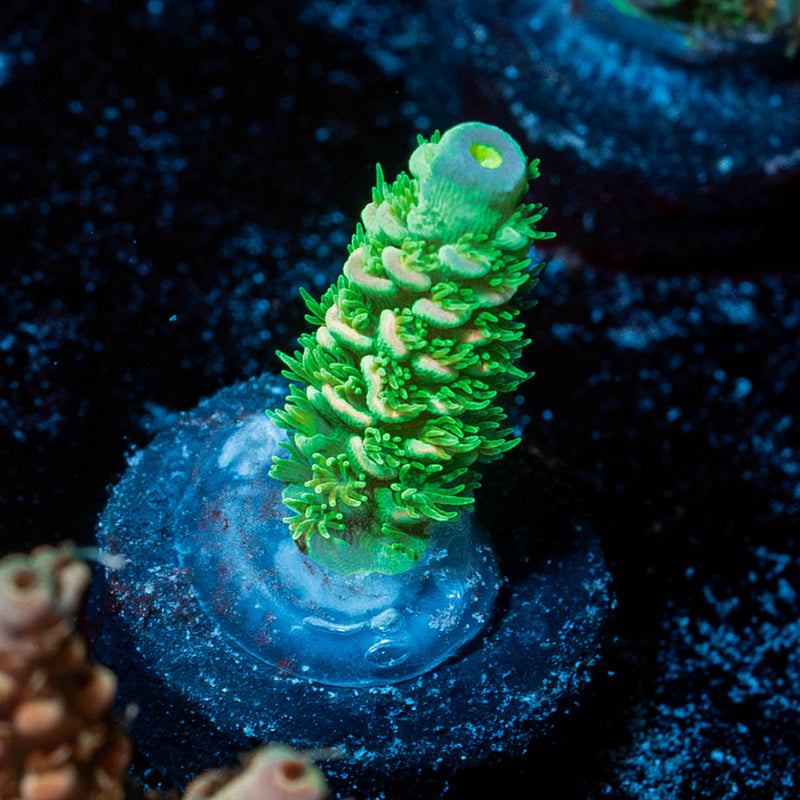 Domicile Disruptor Acropora