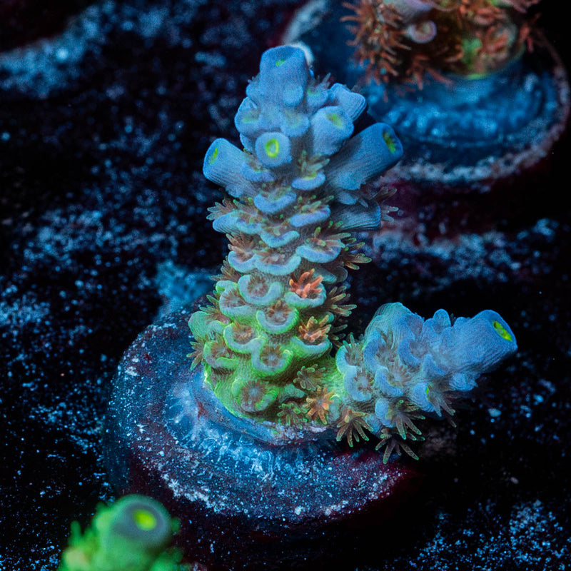Rainbow Fusion Acropora