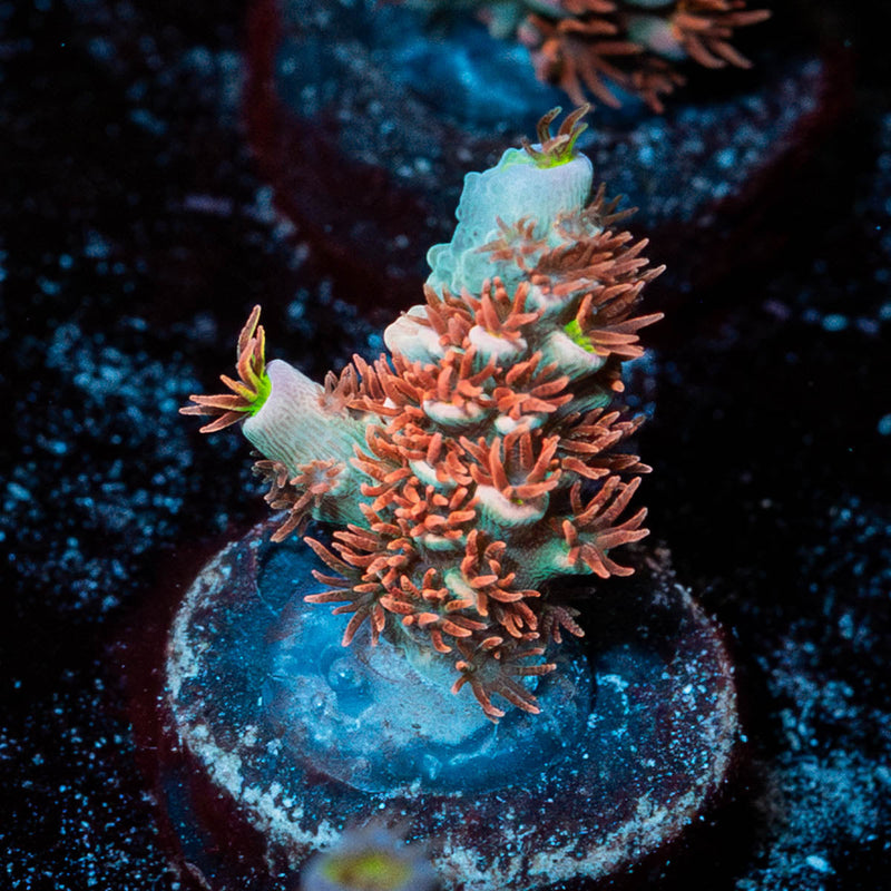 Cherry Bomb Acropora