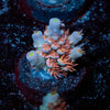Globe Master Acropora - riptide aquaculture llc