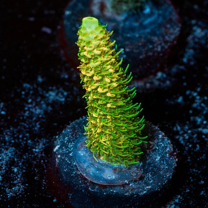RMF Acid Trip Acropora