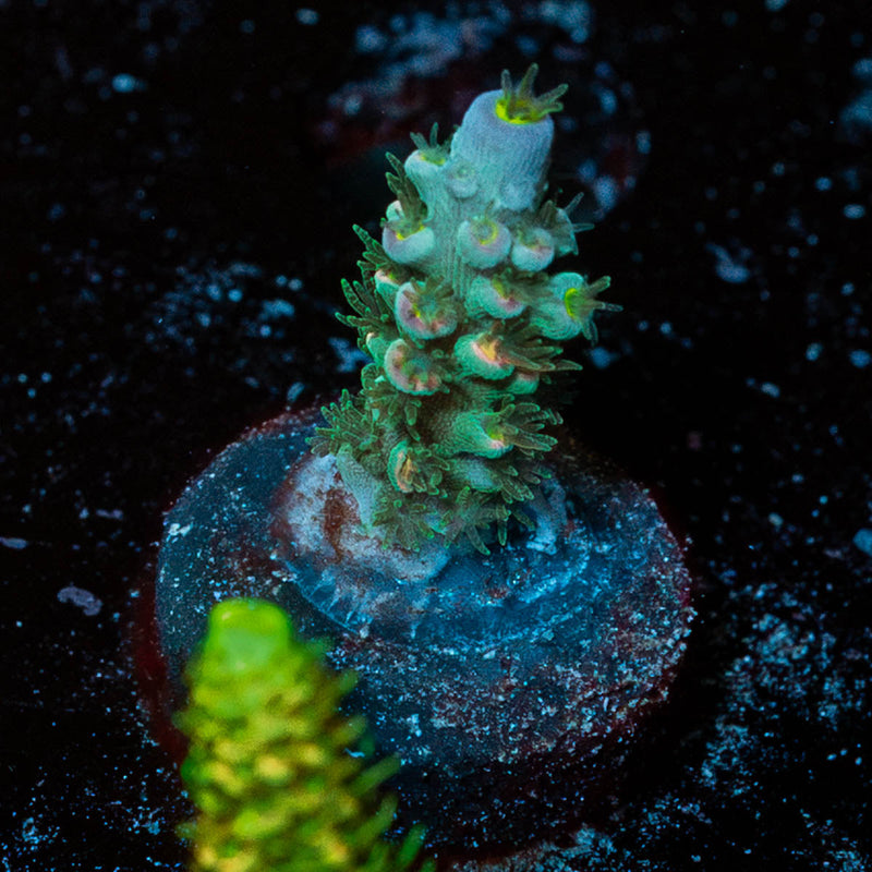 Circus Freak Acropora
