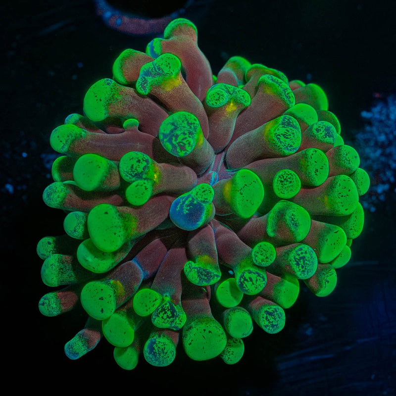 Ultra Splatter Hammer