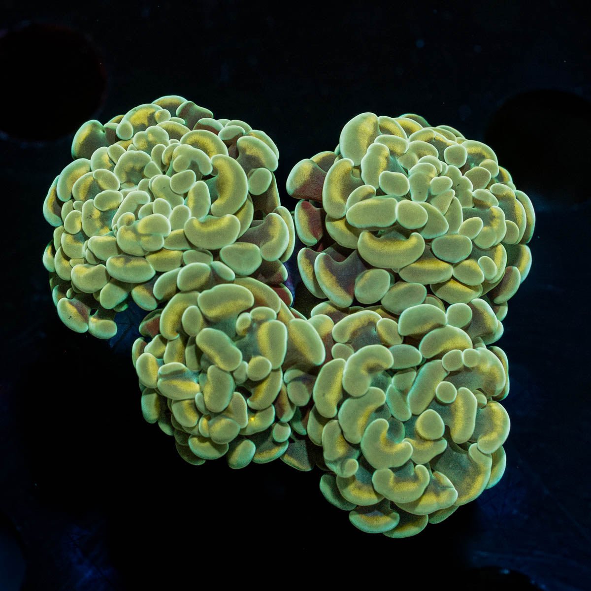 Gold Hammer - riptide aquaculture llc