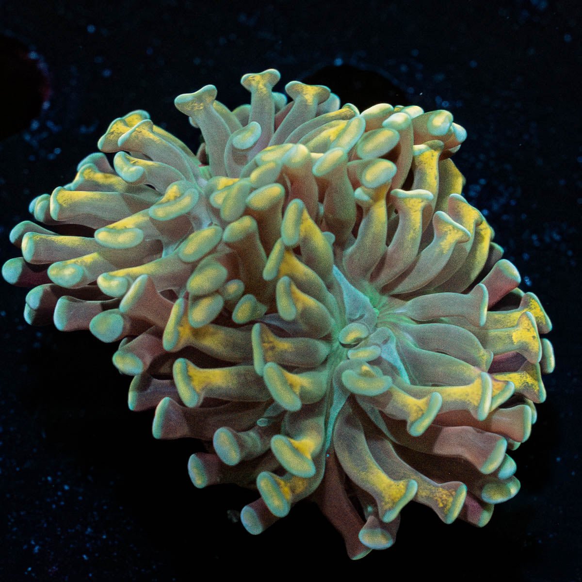 Hammer - riptide aquaculture llc