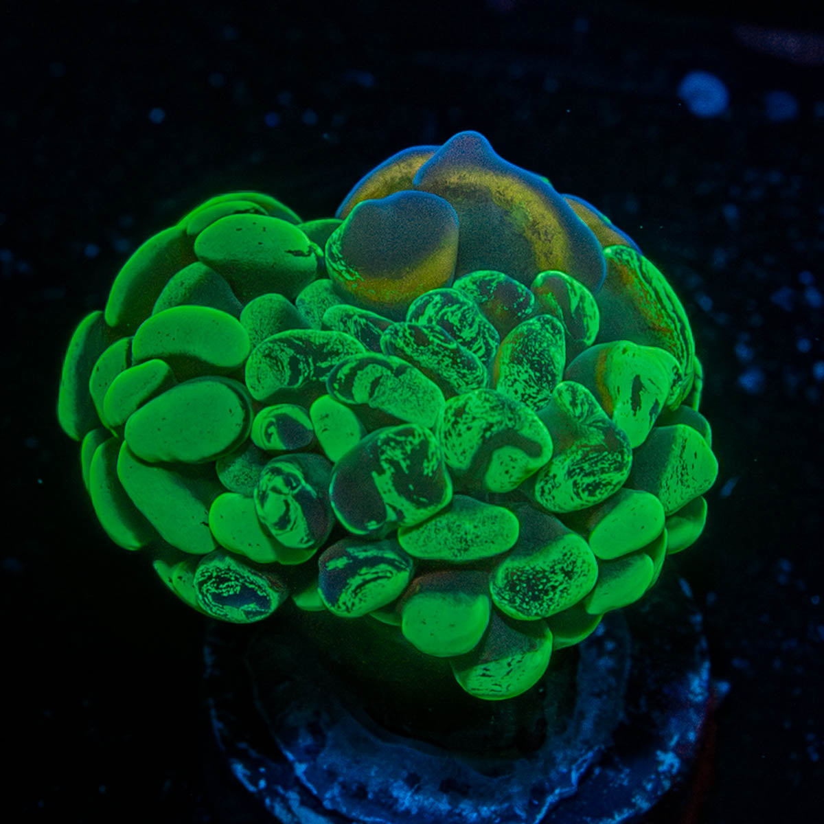 Sick And Twisted Hammer 