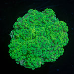 Neon Green Octospawn 